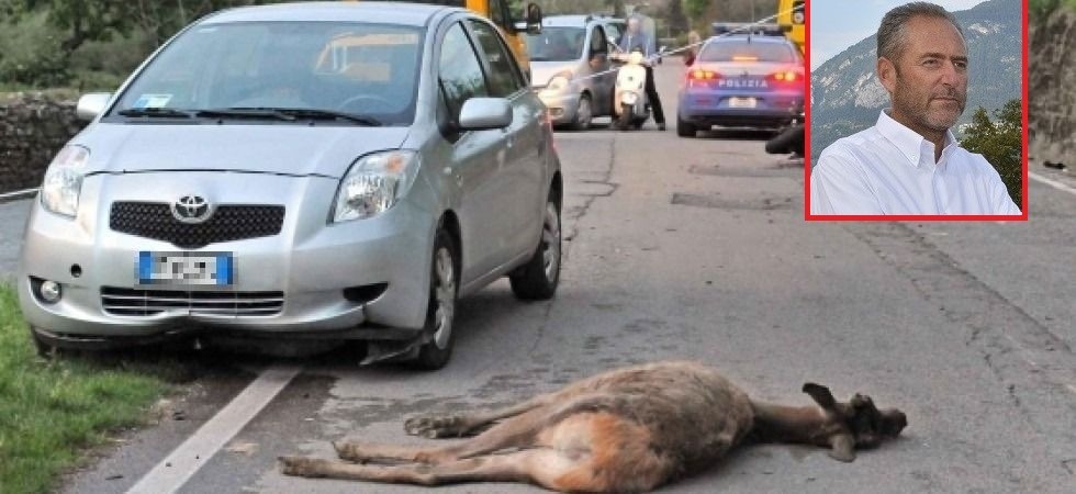 In Trentino troppi incidenti con gli ungulati, Degasperi: “Dove sono finiti i progetti che avrebbero dovuto far diminuire